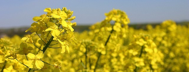 Why Is Canola Oil Banned In Europe? 